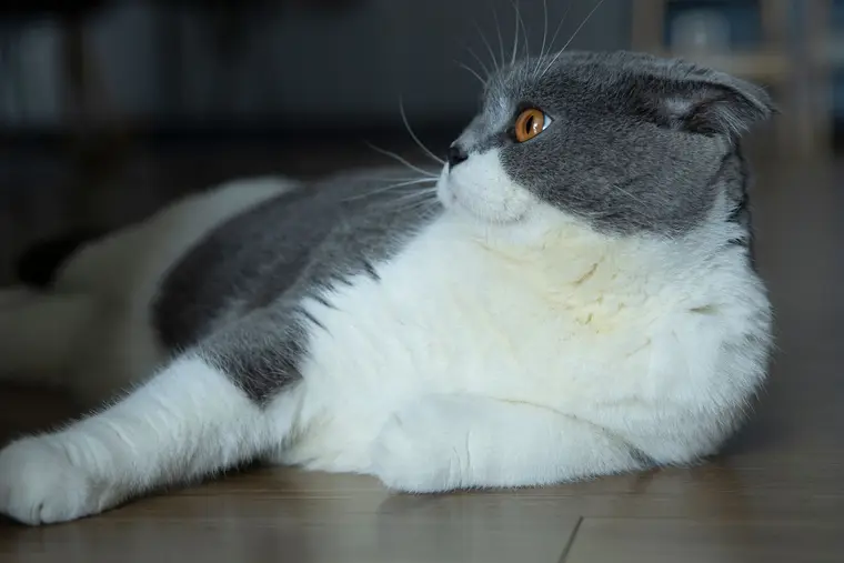Cat lying on a wood-look floor
